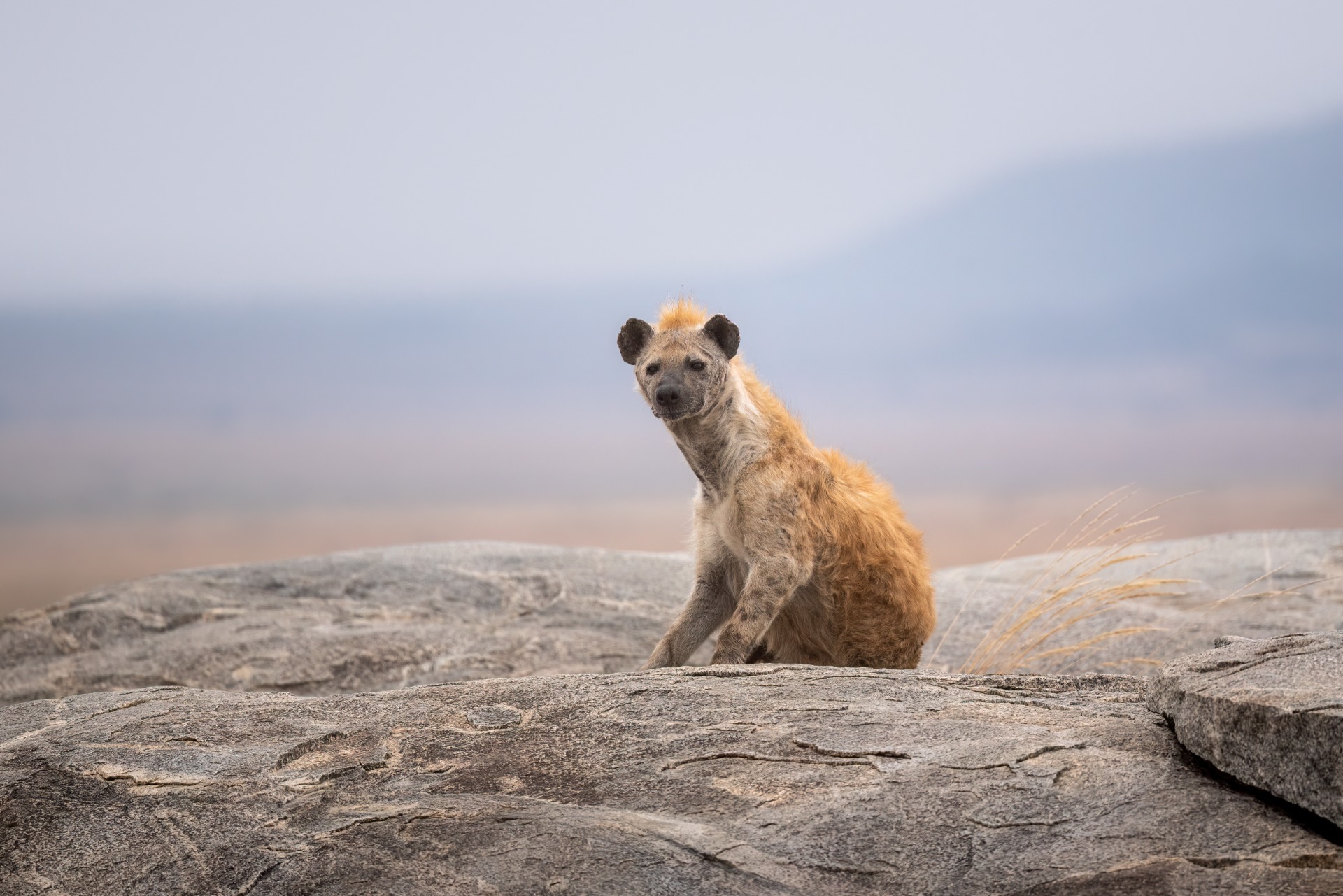 Guardian of the Rock