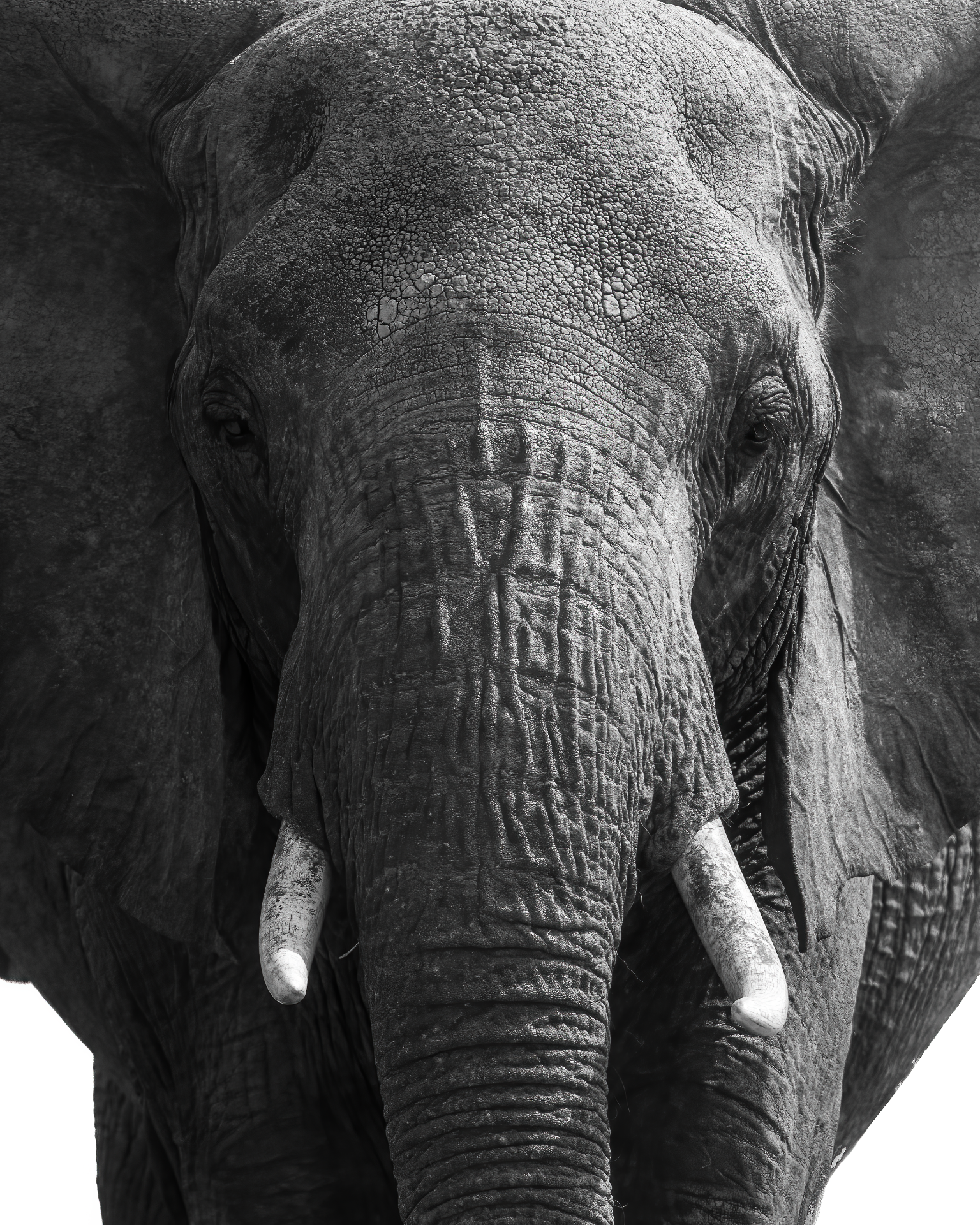 Face to Face with the Giant